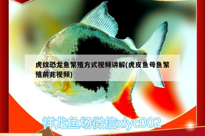 虎紋恐龍魚繁殖方式視頻講解(虎皮魚母魚繁殖前兆視頻)