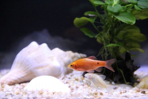 銀龍魚黃金貓魚混養水溫控制：銀龍魚和黃金貓魚在混養時水溫的控制是確保魚類健康生長的關鍵因素之一