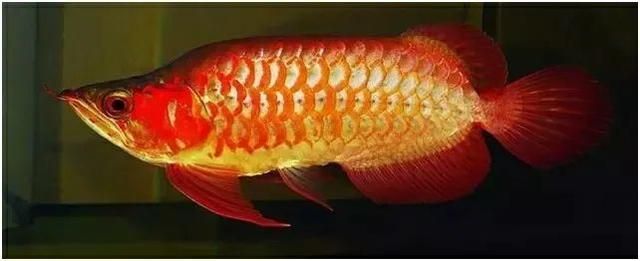 綠皮辣椒龍魚可以吃嗎：綠皮辣椒龍魚可以吃嗎綠皮辣椒龍魚可以吃嗎