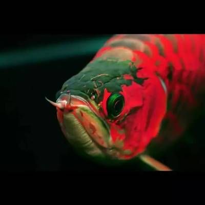 綠皮辣椒龍魚可以吃嗎：綠皮辣椒龍魚可以吃嗎綠皮辣椒龍魚可以吃嗎