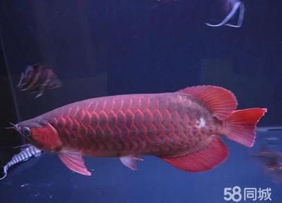喂紅龍的小魚怎么消毒的呢：喂紅龍的小魚常用的消毒方法