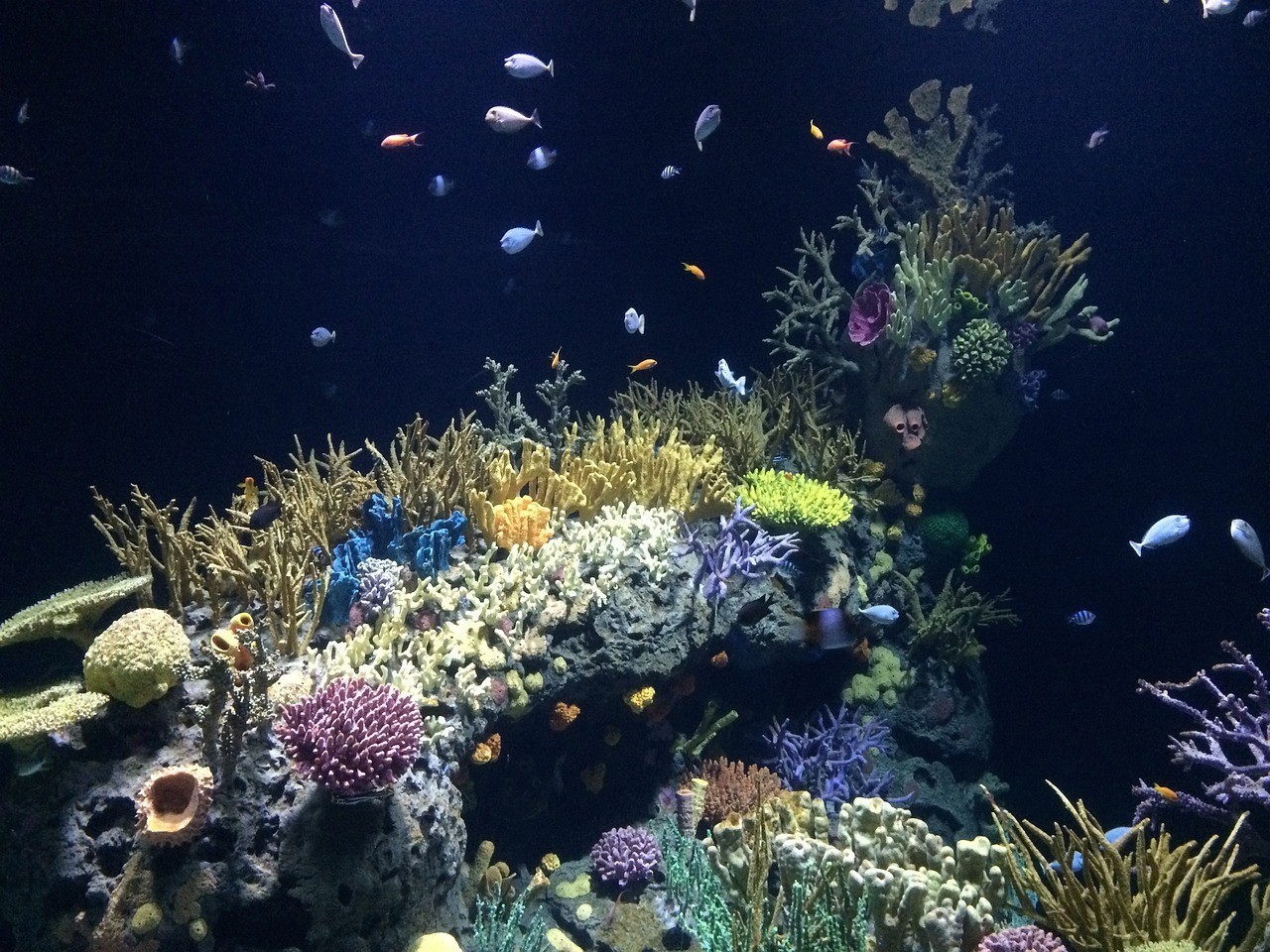 巫溪縣眾彩水族館