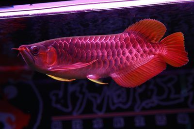 最貴紅龍魚大概多少錢一條(最貴的紅龍魚價格可以從幾萬到幾十萬人民幣不等) 龍魚百科 第2張 最貴紅龍魚大概多少錢一條(最貴的紅龍魚價格可以從幾萬到幾十萬人民幣不等) 最貴紅龍魚大概多少錢一條(最貴的紅龍魚價格可以從幾萬到幾十萬人民幣不等) 龍魚百科 第2張
