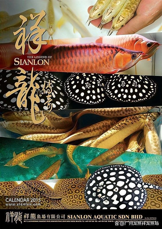 龍魚麻藥過量怎么辦視頻