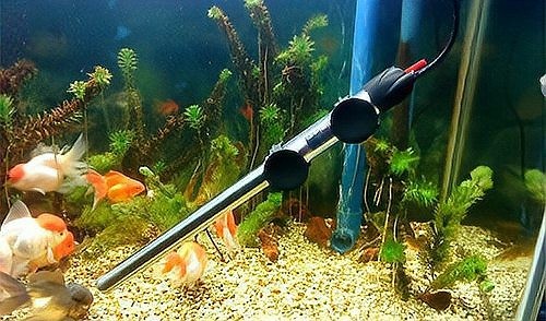 龍魚蒙眼怎么回事圖片