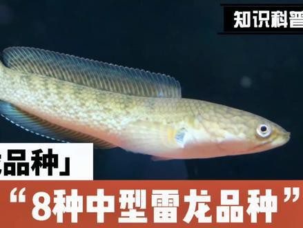 新手養(yǎng)雷龍魚技巧