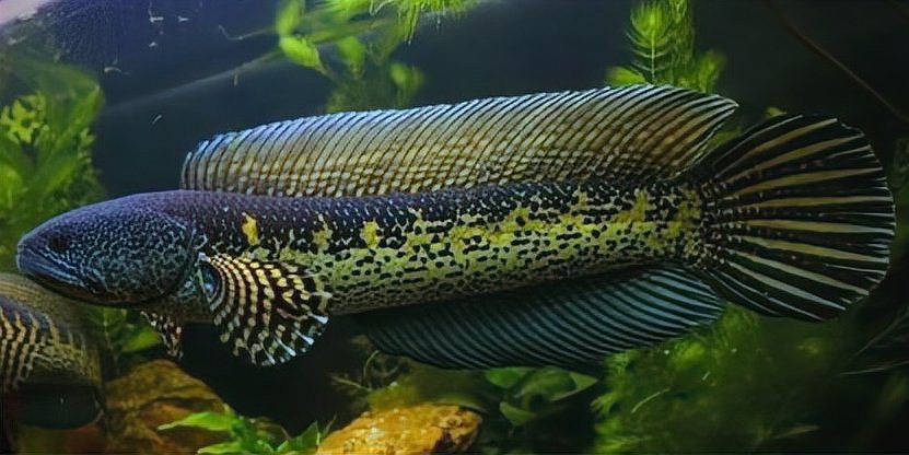 新手養(yǎng)雷龍魚技巧