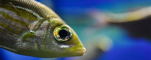 龍魚的溫度是多少合適的呢（龍魚適宜水溫為25°c至30°c，這個溫度區(qū)間有助于維持其正常生理功能）