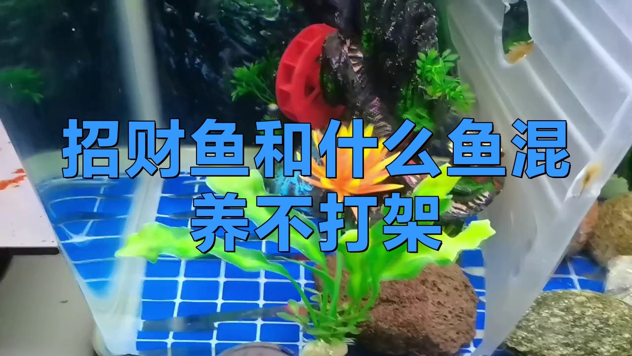 有哪些適合與紅眼白子招財龍混養的魚？