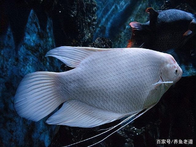 有哪些適合與紅眼白子招財龍混養的魚？