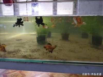 魚缸水渾濁怎么辦：養(yǎng)魚新手入門指南：魚缸水渾濁可能由多種因素引起