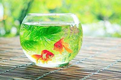 魚缸水渾濁怎么辦：養(yǎng)魚新手入門指南：魚缸水渾濁可能由多種因素引起