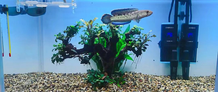 金晶五線魚缸什么牌子：bessn貝森魚缸用戶評價如何
