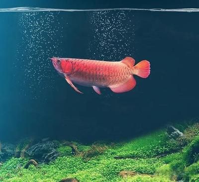 剛買來的龍魚一直沉在下面游動正常嗎（購買后的龍魚出現沉底現象可能由多種原因引起）
