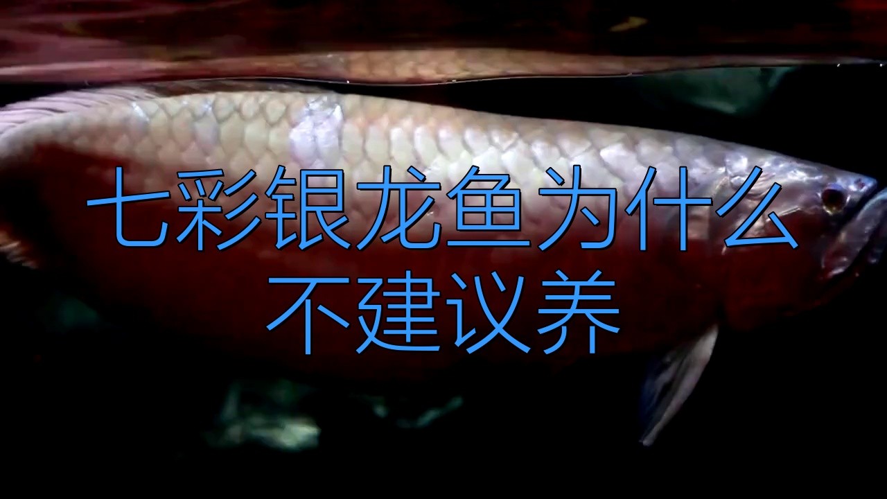 銀龍魚吃啥最好養