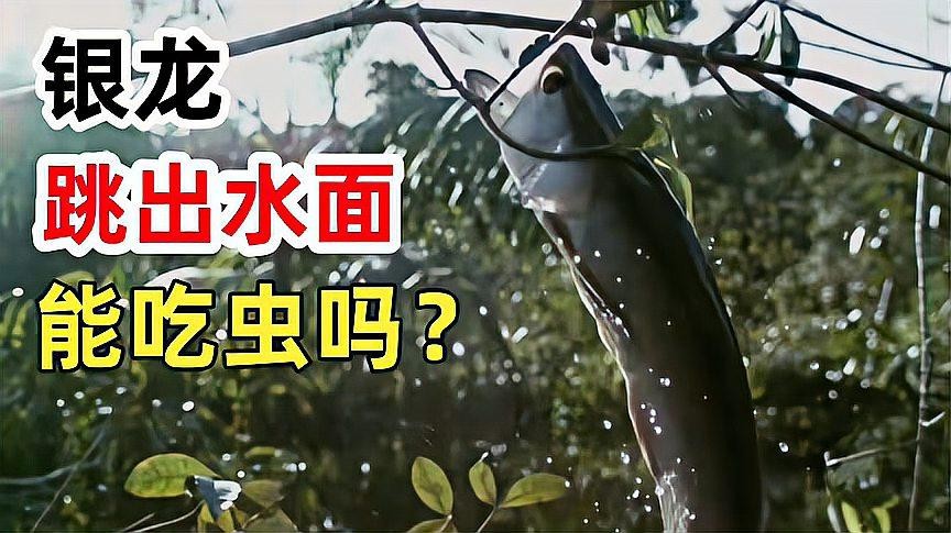 銀龍魚吃啥最好養