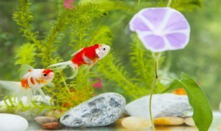 便宜好用的魚缸（亞克力魚缸日常維護(hù)方法普通玻璃魚缸日常維護(hù)方法）