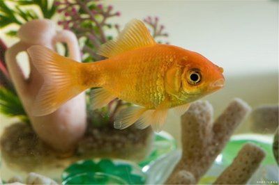 魚缸水發白霧蒙蒙通常是由于水質問題引起的：魚缸水發白霧蒙蒙怎么辦