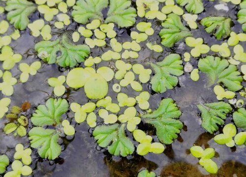 魚缸共生植物：幾種常見的魚缸共生植物