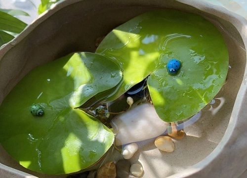 魚缸共生植物：幾種常見的魚缸共生植物