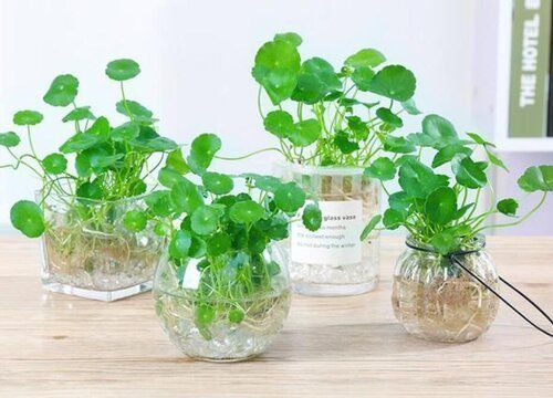魚缸共生植物：幾種常見的魚缸共生植物