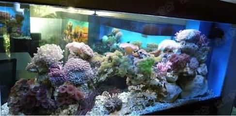 水國內十大花池造景廠商排名：十大魚缸用品廠商排名榜：閩江水族器材及寵物產品排名