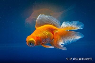 定制魚缸需要注意的幾個方面：定制魚缸時需要注意以下幾個方面，可以確保定制出既美觀又實用的魚缸