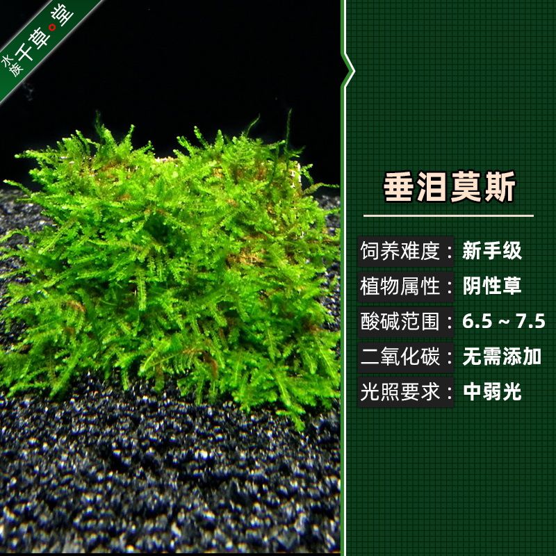 淡水魚缸的水草適合養護水草的水草種類、觀賞價值高：淡水魚缸養護技巧