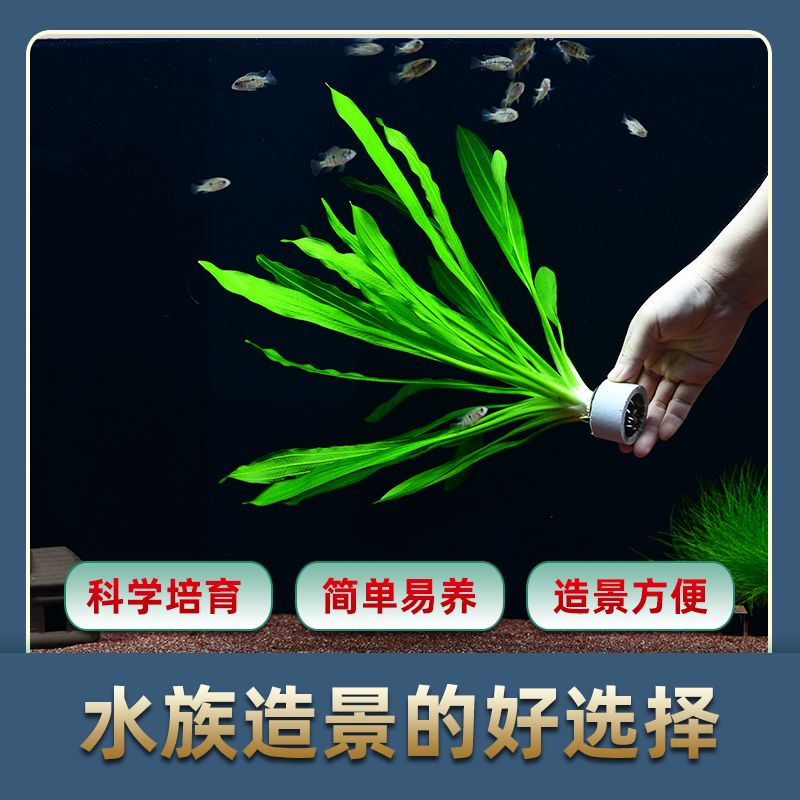 淡水魚缸的水草適合養護水草的水草種類、觀賞價值高：淡水魚缸養護技巧