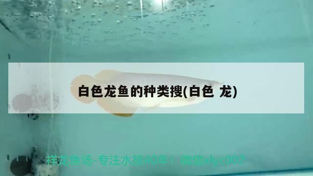 白色龍魚的種類搜：白色的龍魚是什么品種