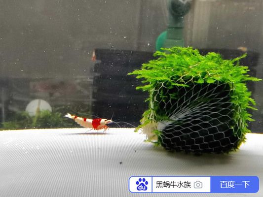魚缸gh是什么：如何降低魚缸gh值,魚缸水質(zhì)檢測工具選擇 魚缸gh是什么：如何降低魚缸gh值,魚缸水質(zhì)檢測工具選擇 魚缸百科 第2張