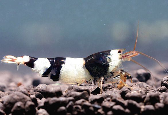 魚缸gh是什么：如何降低魚缸gh值,魚缸水質(zhì)檢測工具選擇 魚缸gh是什么：如何降低魚缸gh值,魚缸水質(zhì)檢測工具選擇 魚缸百科 第1張