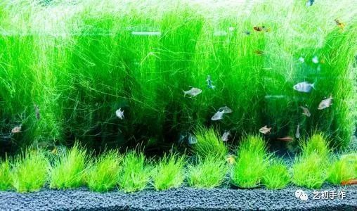魚缸gh是什么：如何降低魚缸gh值,魚缸水質(zhì)檢測工具選擇 魚缸gh是什么：如何降低魚缸gh值,魚缸水質(zhì)檢測工具選擇 魚缸百科 第5張