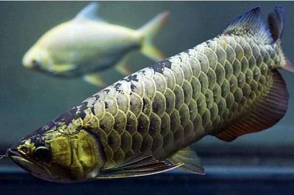 金龍魚適合養(yǎng)多少條：金龍魚的飼養(yǎng)數(shù)量應(yīng)該根據(jù)個人的喜好、魚缸的大小和水質(zhì)狀況決定