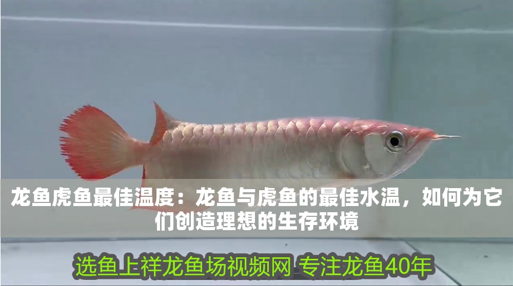 龍魚虎魚最佳溫度:龍魚與虎魚的最佳水溫,如何為它們創造理想的生存環境 龍魚百科 第1張 龍魚虎魚最佳溫度:龍魚與虎魚的最佳水溫,如何為它們創造理想的生存環境 龍魚虎魚最佳溫度:龍魚與虎魚的最佳水溫,如何為它們創造理想的生存環境 龍魚百科 第1張