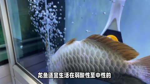 如何判斷澳洲星點龍魚的品相？