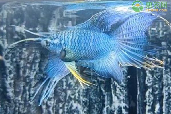 魚缸水發(fā)白有腥臭味，如何維護魚缸硝化系統(tǒng)魚缸過濾器選擇指南 魚缸水發(fā)白有腥臭味，如何維護魚缸硝化系統(tǒng)魚缸過濾器選擇指南 魚缸百科 第4張
