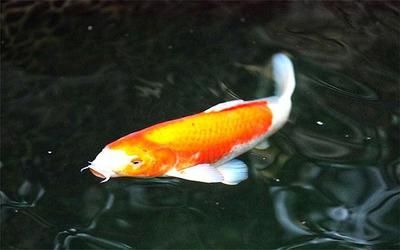 金萬龍魚好養(yǎng)嗎有毒嗎：金萬龍魚在水中缺氧的情況下可以直接呼吸空氣中的氧氣