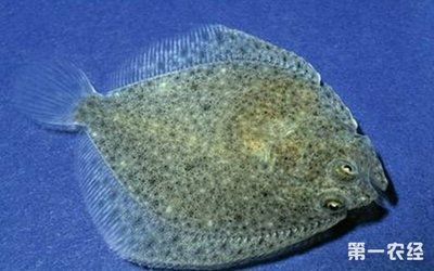 金萬龍魚好養(yǎng)嗎有毒嗎：金萬龍魚在水中缺氧的情況下可以直接呼吸空氣中的氧氣