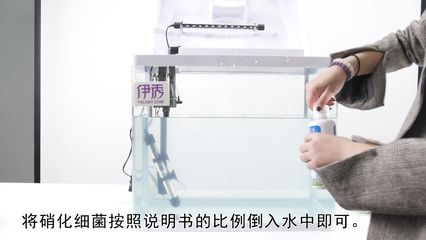 魚缸水發(fā)白霧蒙蒙的情況可能是由于硝化系統(tǒng)建立過程：如何快速建立硝化系統(tǒng)