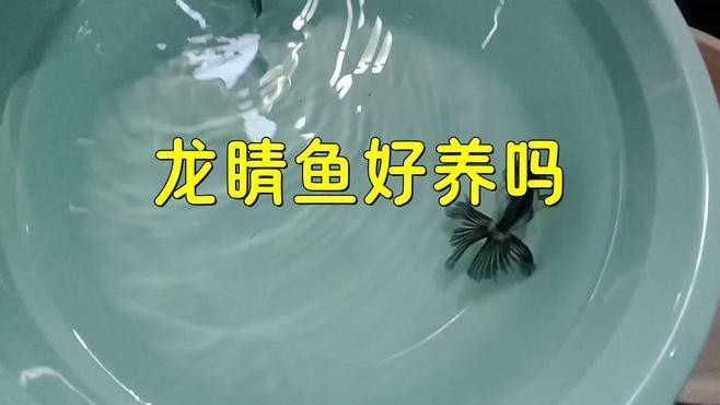 龍晴魚多久喂一次？