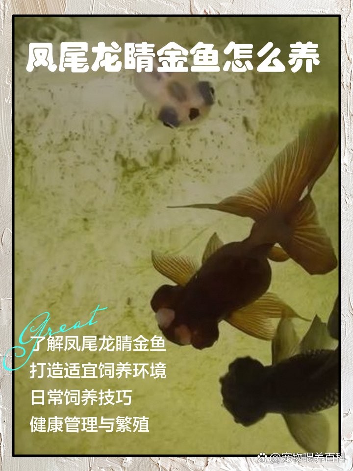 龍晴魚多久喂一次？