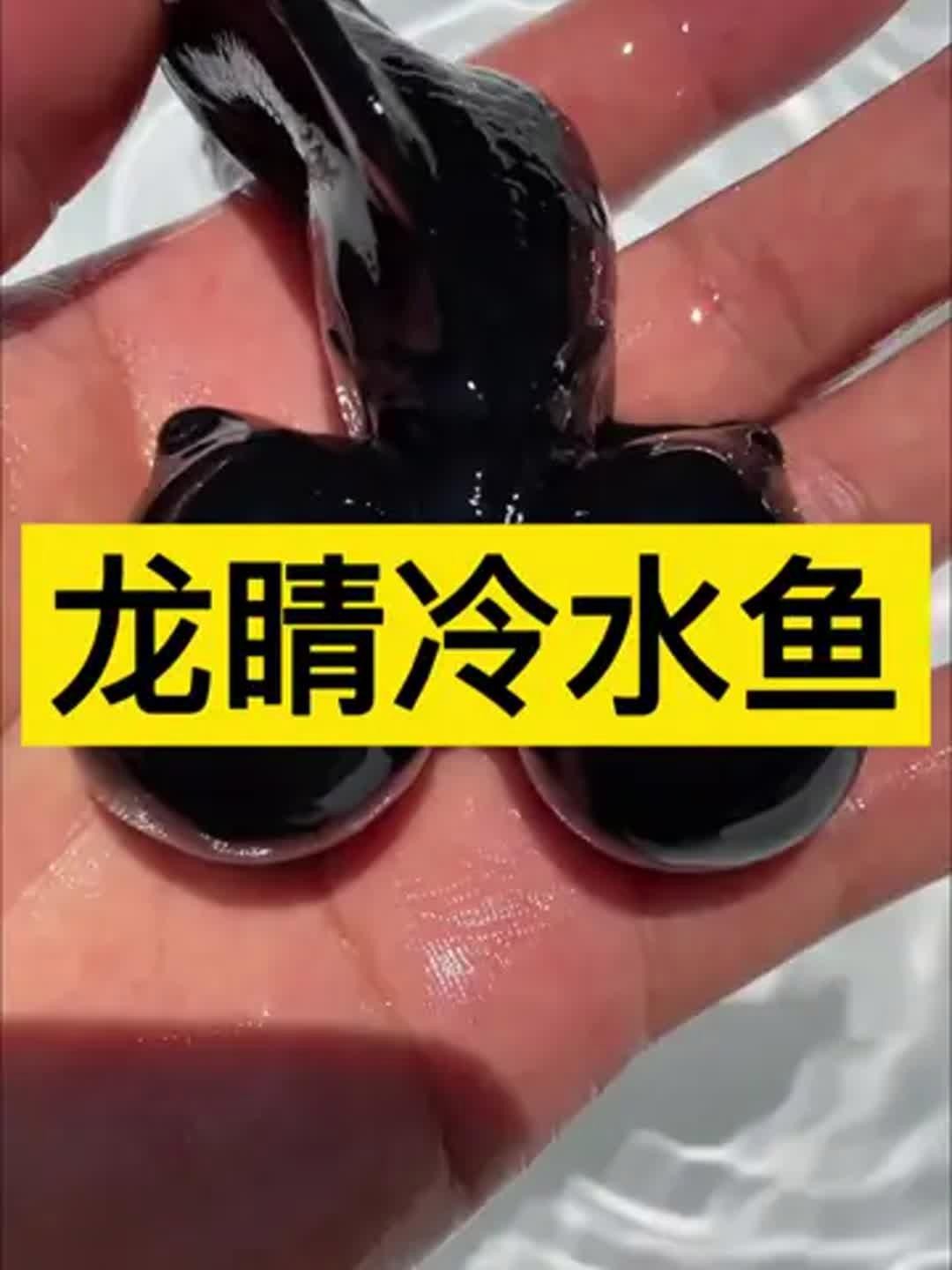 龍晴魚多久喂一次？