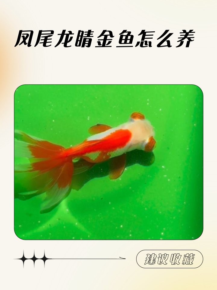 龍晴魚多久喂一次？