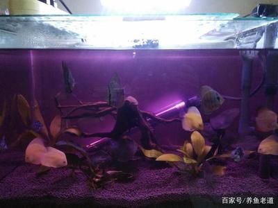 魚缸的水老是渾濁是什么原因：魚缸水渾濁怎么辦？