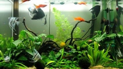 魚缸的水老是渾濁是什么原因：魚缸水渾濁怎么辦？