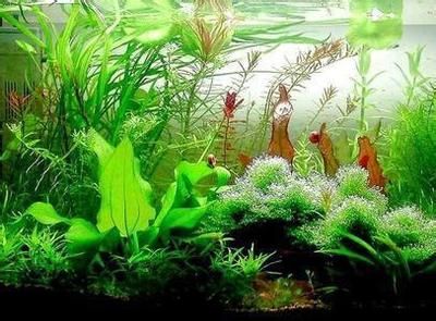 風水學魚缸養幾條魚好一點（風水學中的魚缸擺放技巧）