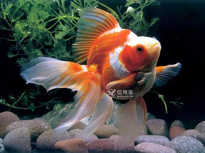 風水學魚缸養幾條魚好一點（風水學中的魚缸擺放技巧）