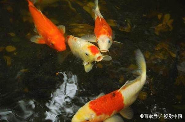 金龍魚生產地：金龍魚活魚產地探秘，優質水源與生態養殖的完美結合