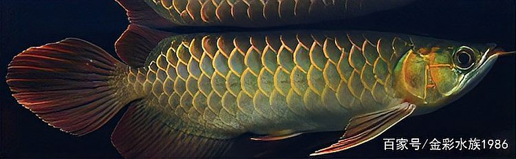 紅龍魚哪個漁場的好 紅龍魚哪個漁場的好 龍魚百科 第4張